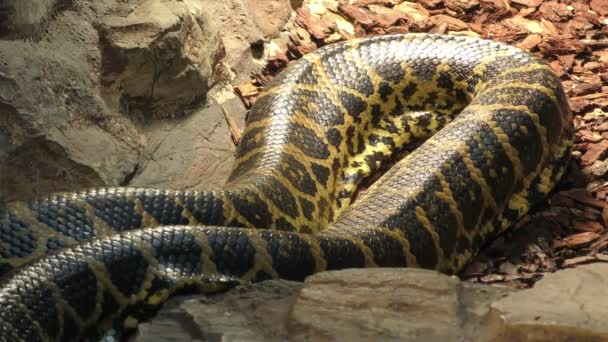 Paraguayaanse anaconda in beweging — Stockvideo