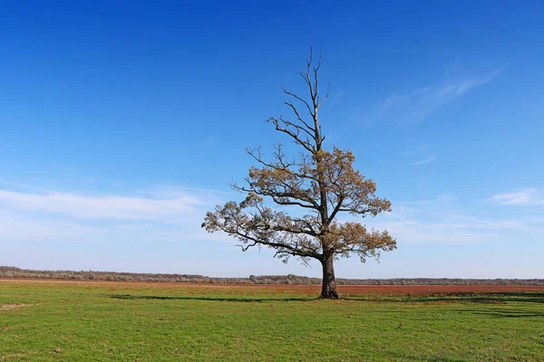 Ensamt Halvtorkat Träd Grön Äng Med Blå Himmel Backgroun — Stockfoto
