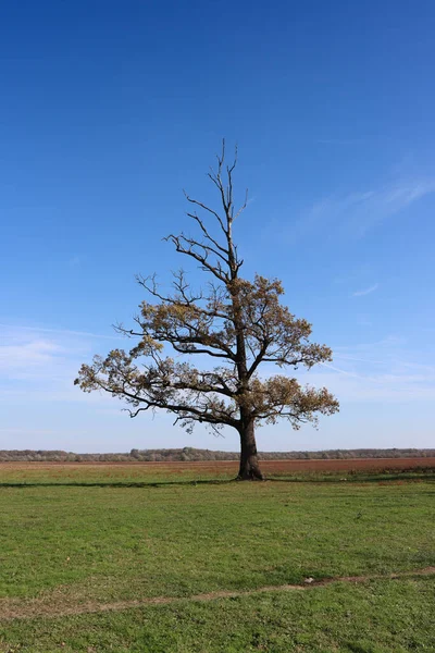 Lonely Semi Dried Tree Green Meadow Blue Sky Background — Stock Photo, Image