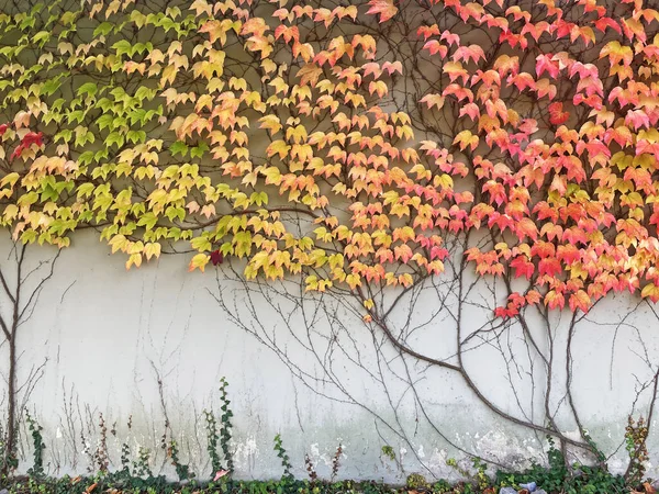 Grijze Muur Bedekt Met Herfst Veelkleurige Bladeren Achtergrond — Stockfoto