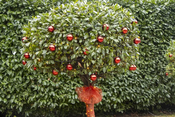 Decoraciones Navideñas Árbol Parque Ciudad — Foto de Stock