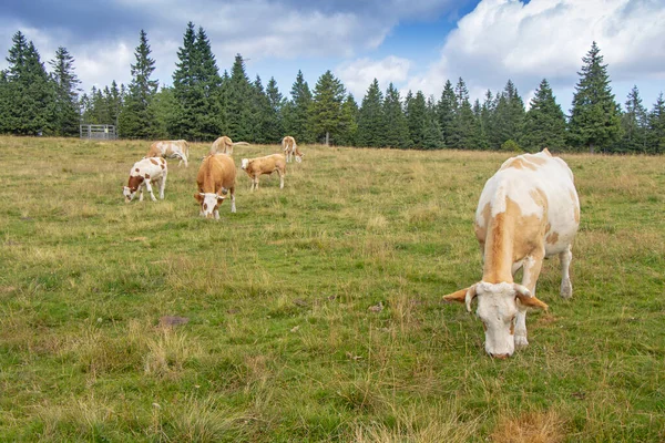 Grouper Les Vaches Dans Prairie Broutent Herbe — Photo