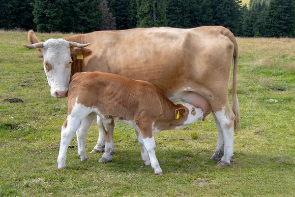 Vache Brune Veau Allaitant Dans Prairie — Photo