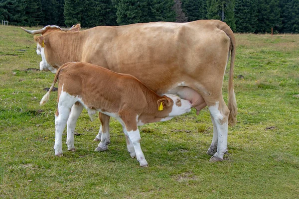 棕色的奶牛和小牛在草原上吃奶 — 图库照片