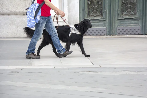 Le chien guide aide un aveugle — Photo