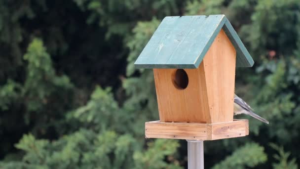 Oiseaux Titmouse alimentation 