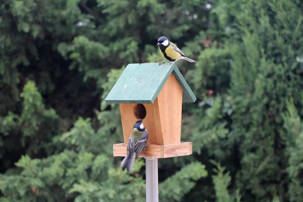 Pássaros Titmouse alimentação — Fotografia de Stock