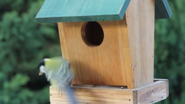 Pássaros Titmouse alimentação — Vídeo de Stock