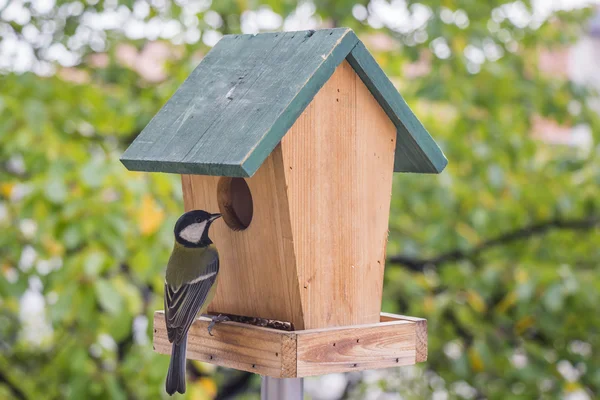 Birds Titmouse — Stock Photo, Image