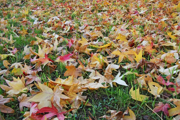 Herfstbladeren op gras — Stockfoto