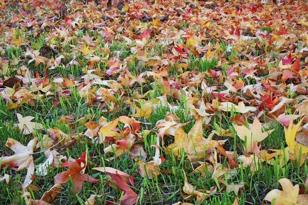 Herfstbladeren op gras — Stockfoto