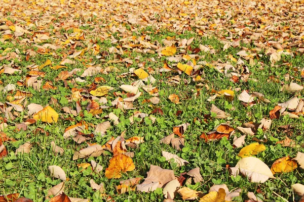 Hojas de otoño sobre hierba — Foto de Stock