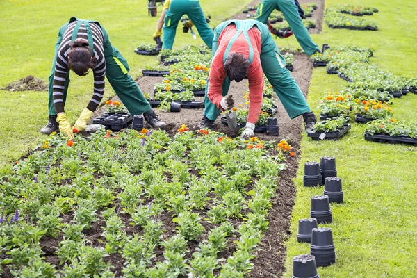 Planting flowers — Stock Photo, Image