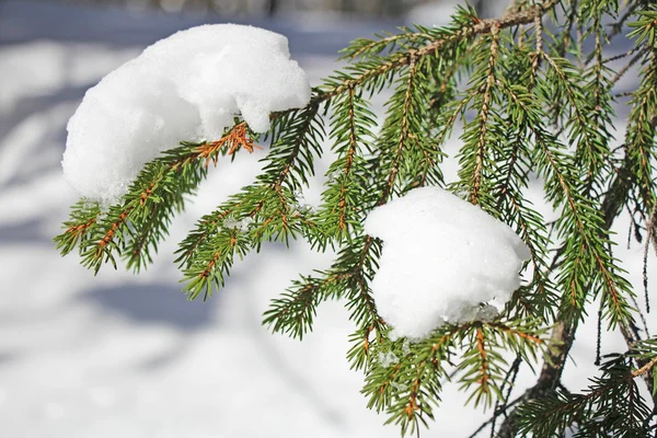 Mrożone sosnowych gałęzi — Zdjęcie stockowe