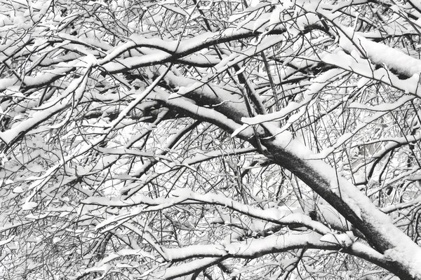 Árboles cubiertos de nieve ramas — Foto de Stock