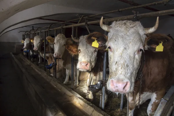 Koe in een stal — Stockfoto