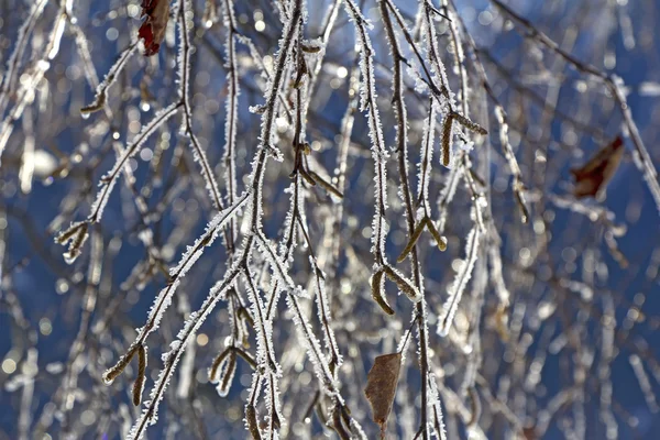 白樺の枝を凍結 — ストック写真