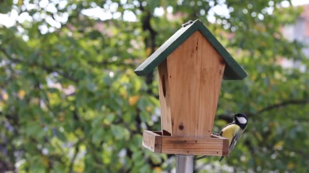 Oiseaux Titmouse alimentation 