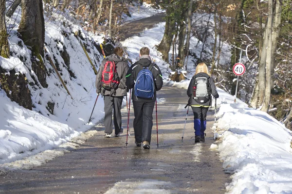 Trekking in the snow forest — Stok fotoğraf