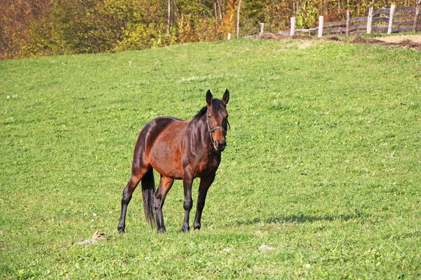 Bruin paard — Stockfoto