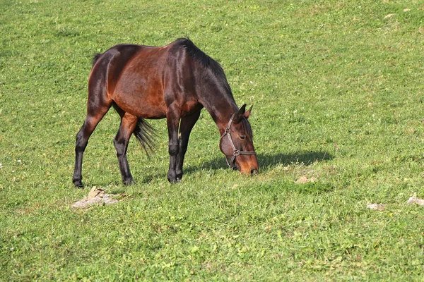 Caballo en un prado — Foto de Stock