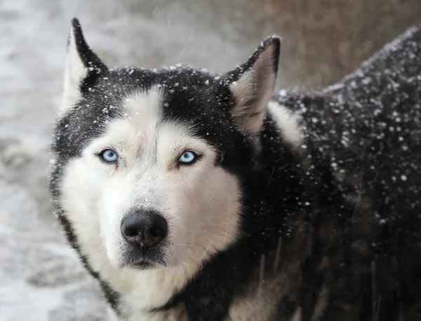 Retrato de perro husky — Foto de Stock