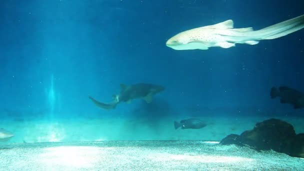 Hajar simmar i akvariet — Stockvideo