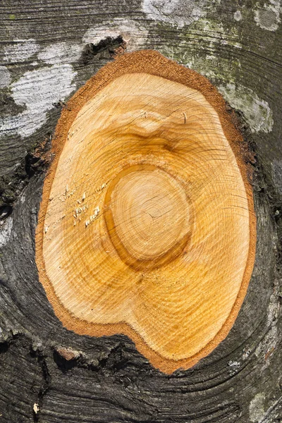 A faia de tronco — Fotografia de Stock
