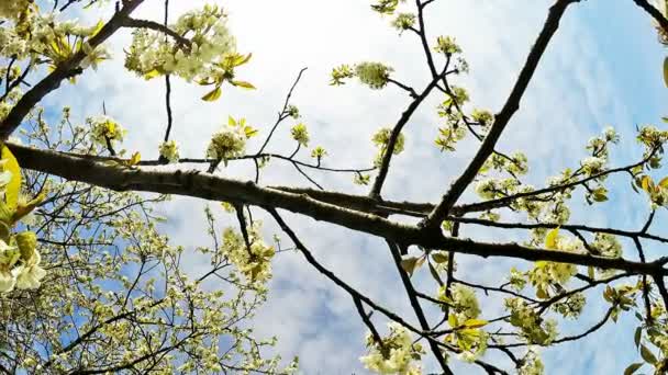 Branches de cerisier en fleurs — Video