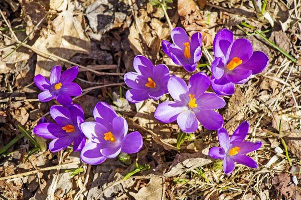 Krokusy na jaře — Stock fotografie
