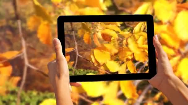 Запись осенних листьев на ветру — стоковое видео