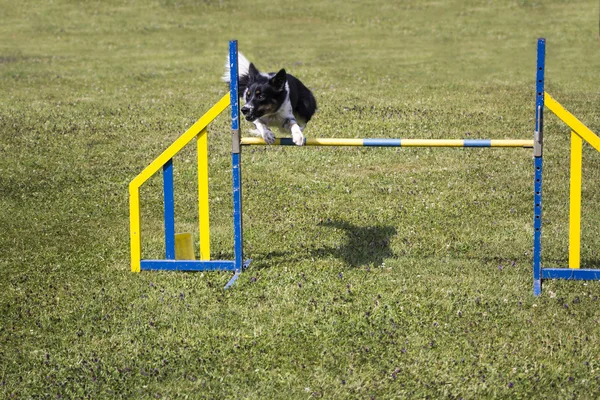 Köpek çeviklik atlama — Stok fotoğraf