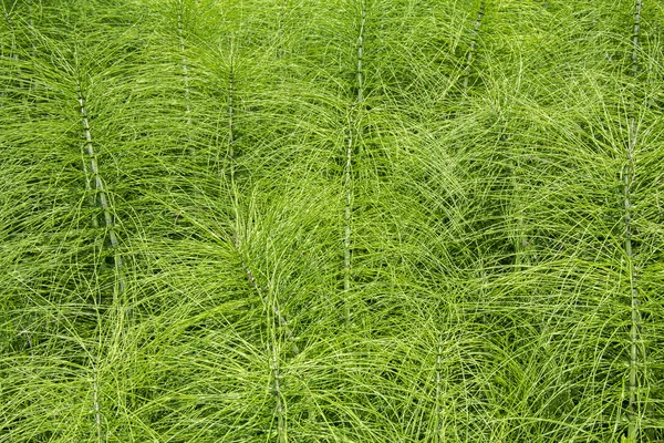 Horsetail plants — Stock Photo, Image