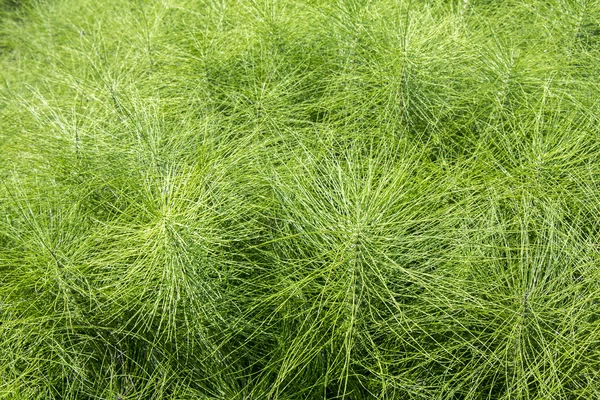 トクサ植物 — ストック写真