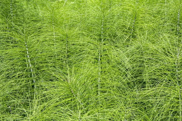 Plantas de rabo de cavalo — Fotografia de Stock