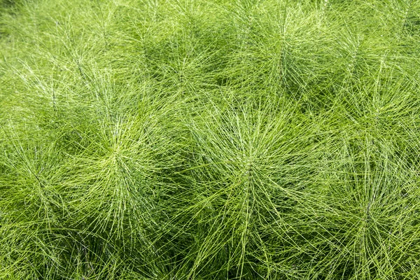 Horsetail plants — Stock Image Horsetail plants Stock Picture