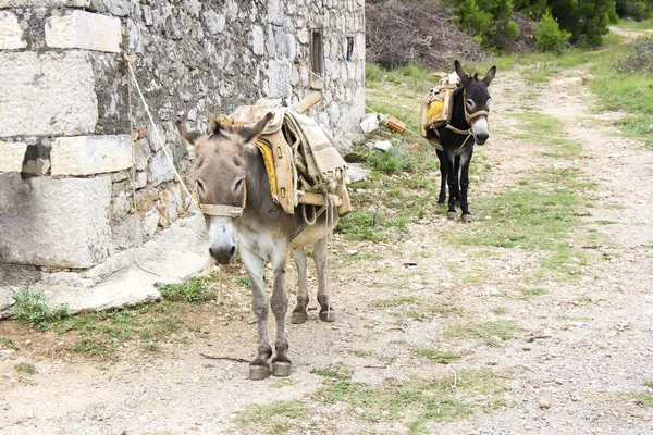 Dois burros. — Fotografia de Stock