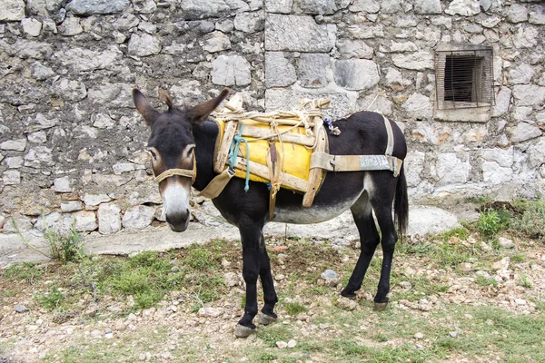 Young donkey — Stock Photo, Image