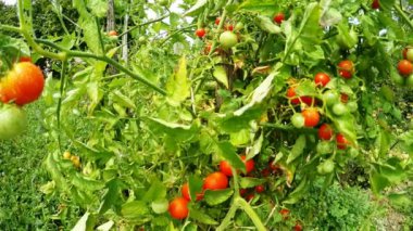 çeri domatesler