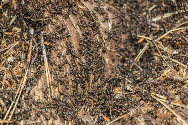 Ants colony  in the rotten tree — Stock Photo, Image