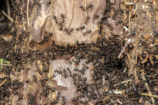 Colônia de formigas na árvore podre — Fotografia de Stock