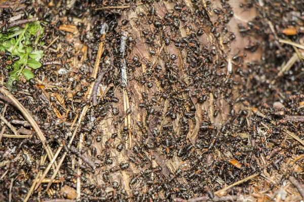 Colônia de formigas na árvore podre — Fotografia de Stock