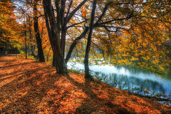 Bosque a lo largo del lago en el otoño, imagen HDR — Foto de Stock