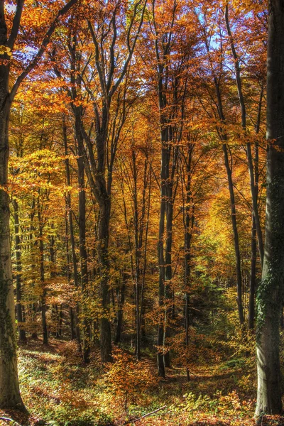 Folhagem colorida nas árvores — Fotografia de Stock