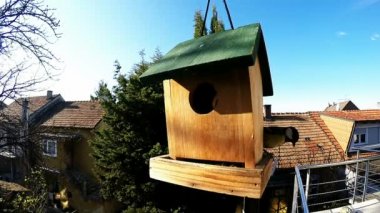 Bir küçük baştankara kuşları besleme