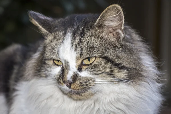 Güzel bir kedinin portresi — Stok fotoğraf