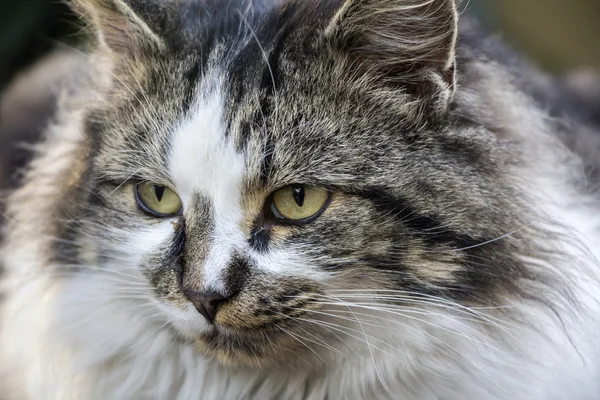 Güzel bir kedinin portresi — Stok fotoğraf