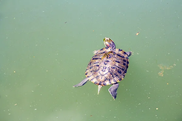 Rote Ohrenschildkröte — Stockfoto