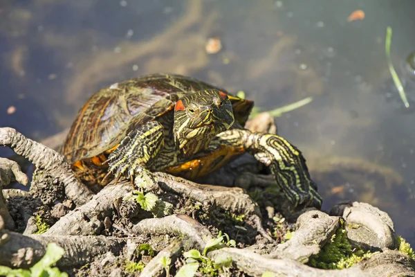 Красноухая черепаха — стоковое фото