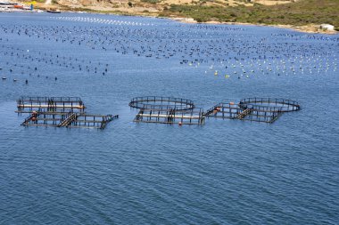 Balık ve midye çiftlik
